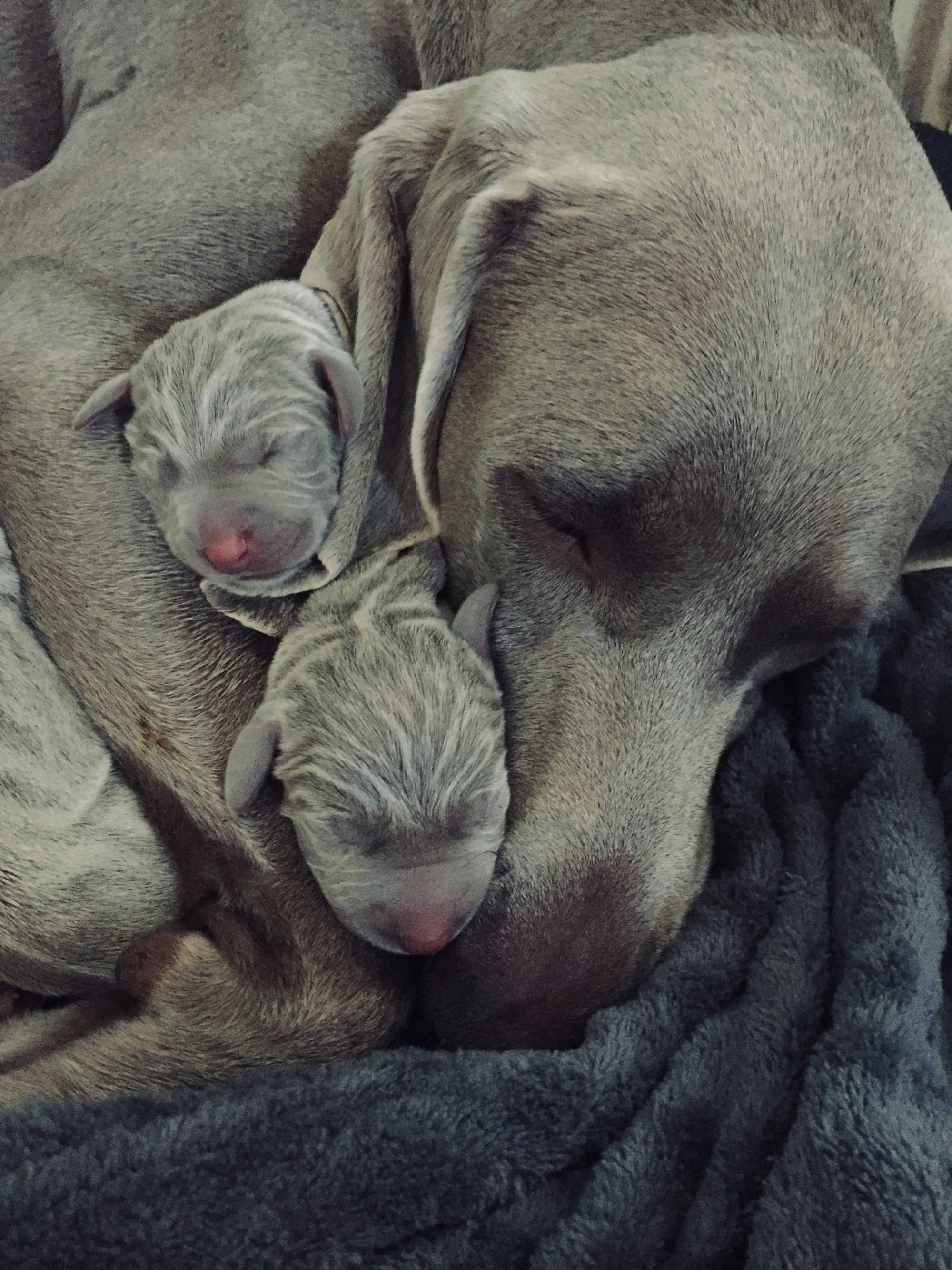 My sweet Kaya, Weimaraner, deliverd her first 2 puppies on June 1st, 2019