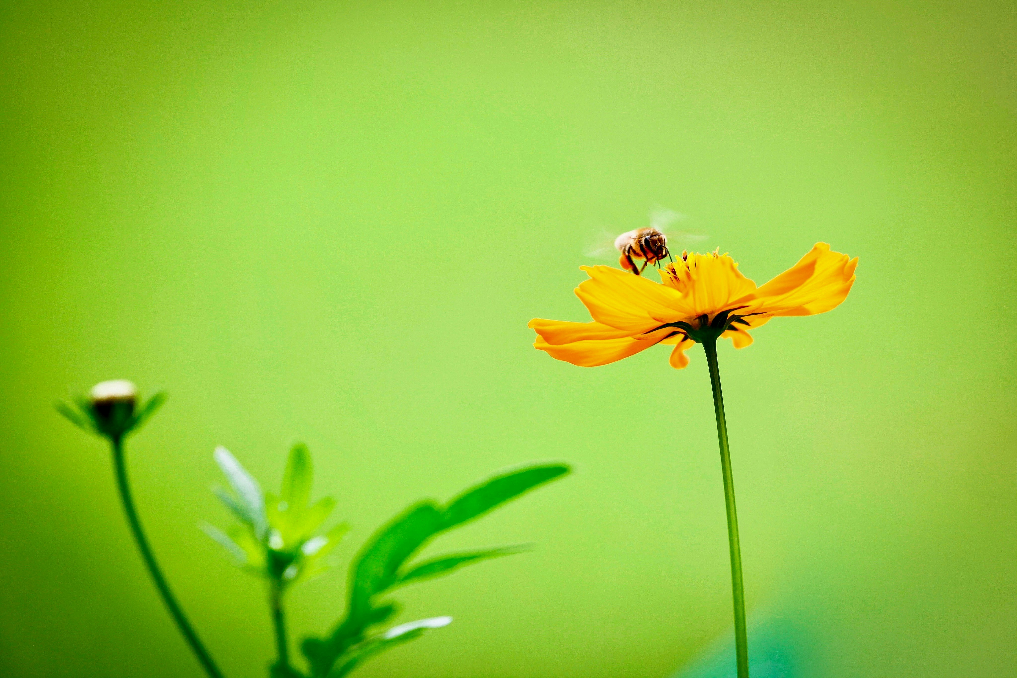 yellow petaled flower