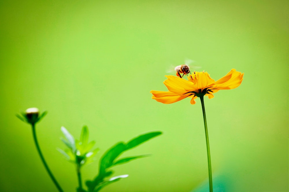 yellow petaled flower