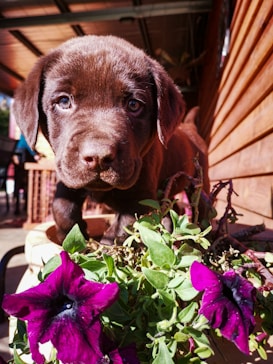 A close-up of a chocolate brown puppy with a soft coat, gazing intently with bright eyes. The puppy is surrounded by vibrant green leaves and purple flowers, likely petunias, in a sunlit outdoor setting. The background features a wooden structure, adding a warm texture to the scene.