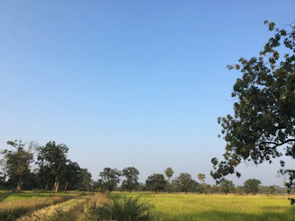 A serene view of Froehlich Farm’s wooded trails and open fields under a clear blue sky.