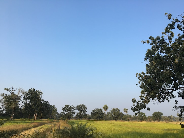 A serene landscape showcasing a thriving green field under a clear blue sky.