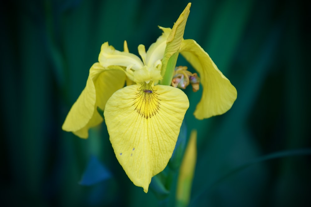 yellow petaled flower