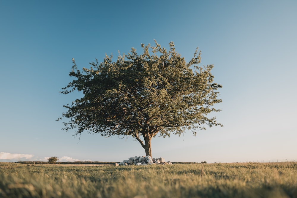 green-leafed tree on field during daytime