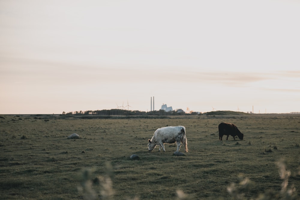 white calf eating grass