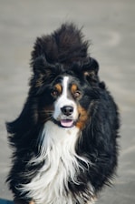A close-up view of a fluffy and playful Bernese Mountain Dog, with a black, white, and brown coat, standing on a sandy surface. Its tongue is out, giving a cheerful expression.