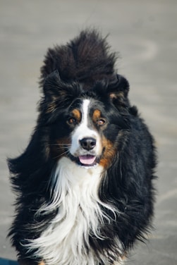 A joyful Bernese Mountain Dog sitting in a sunlit meadow surrounded by blooming wildflowers.