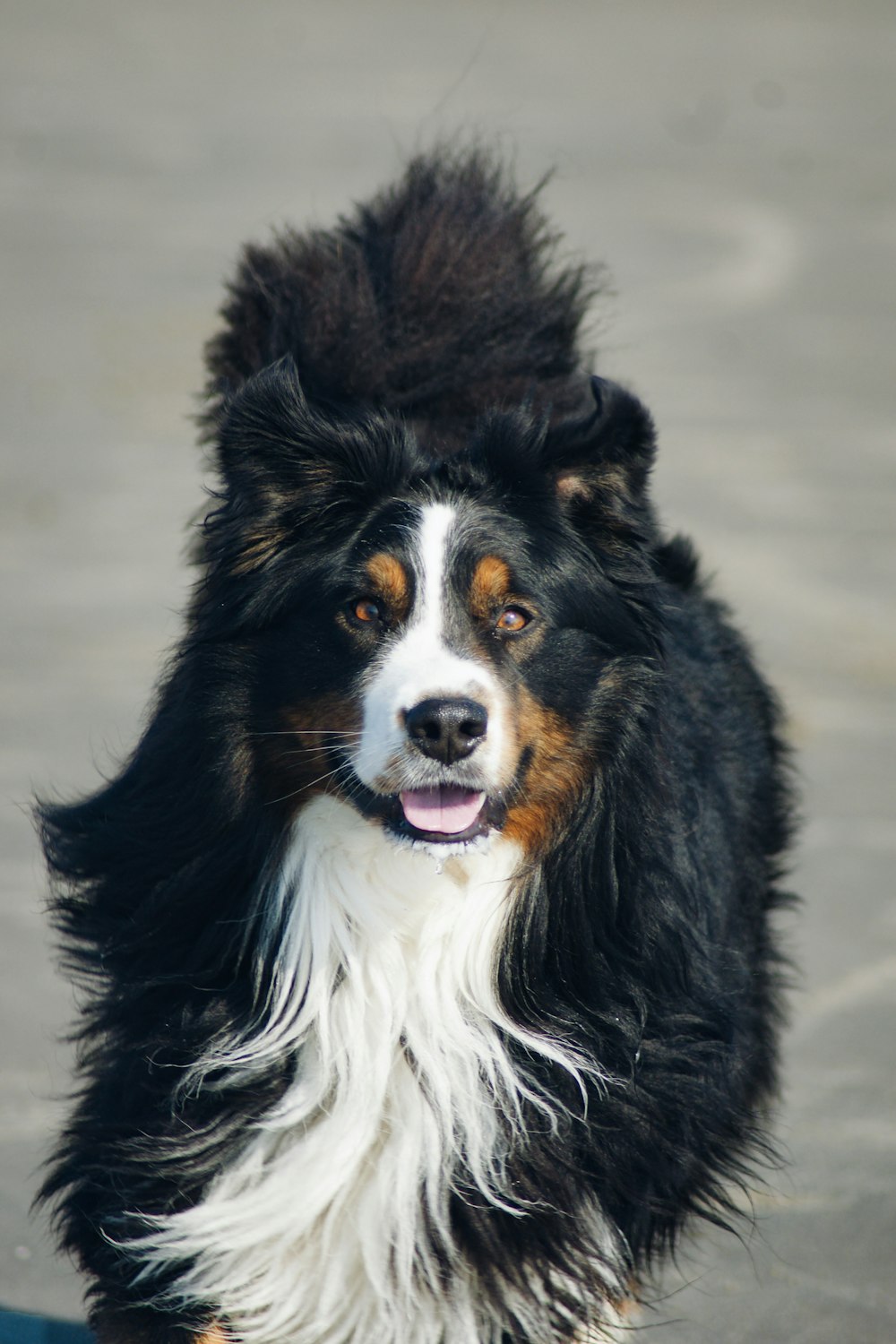 fotografia em close-up do cão de montanha Bernese adulto