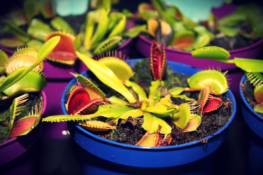 selective focus photography of Venus flytrap
