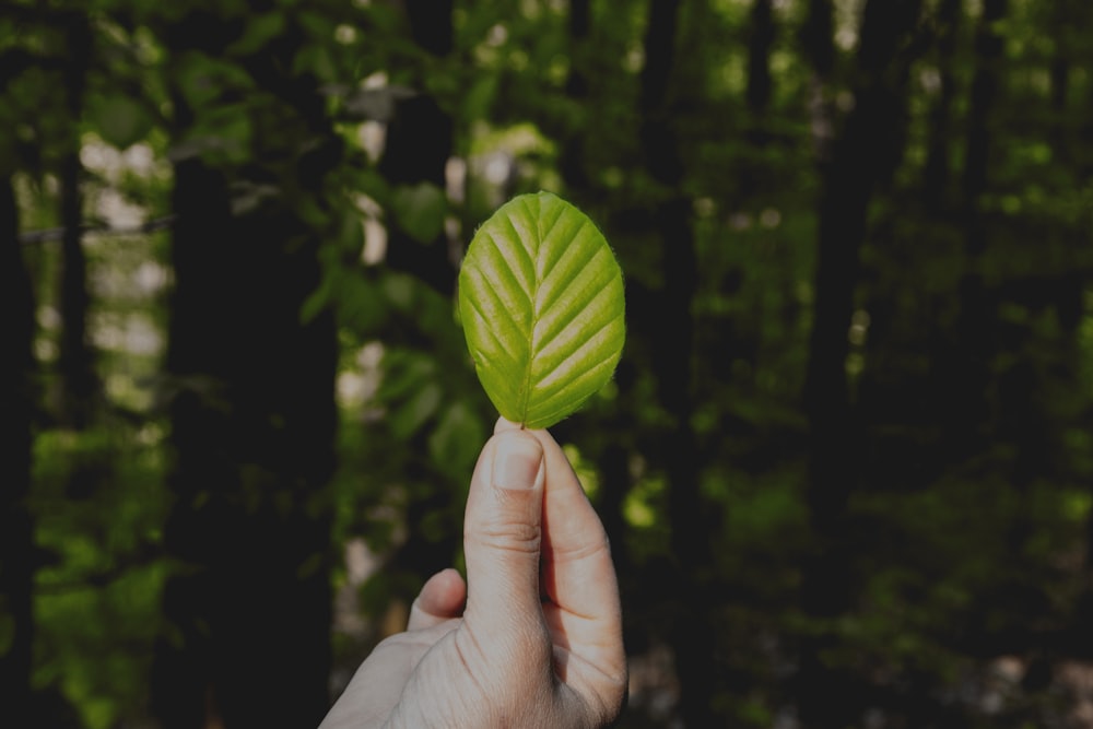 person holding green leaf