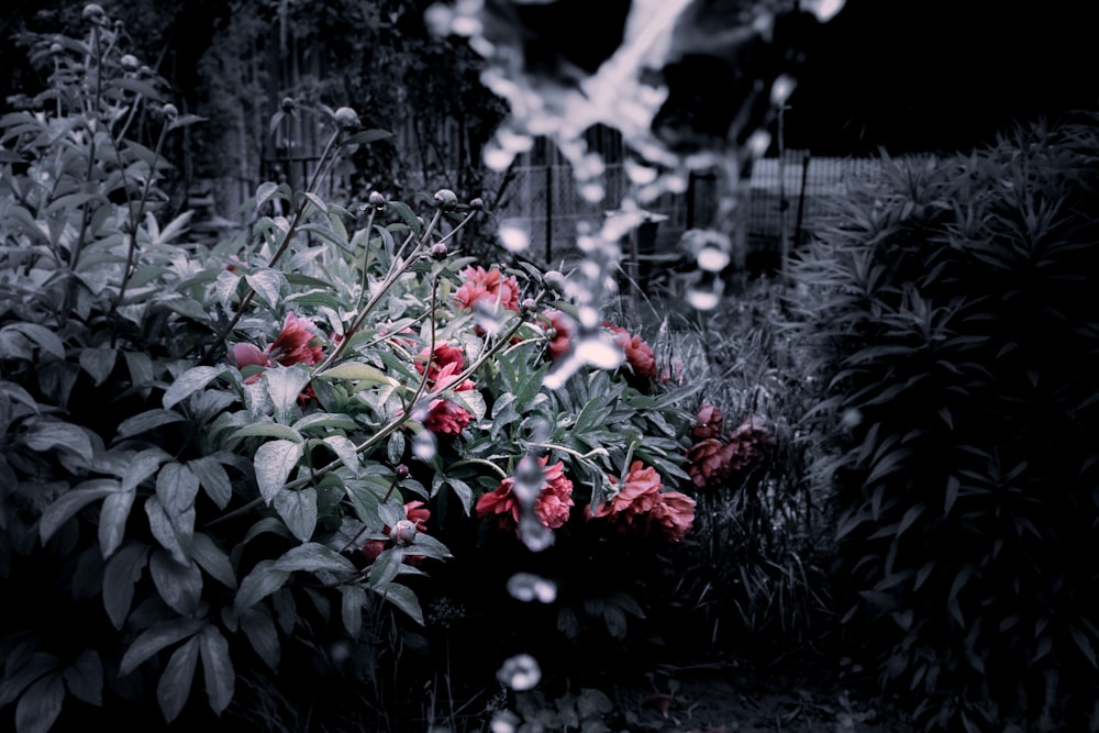 green leafed plants