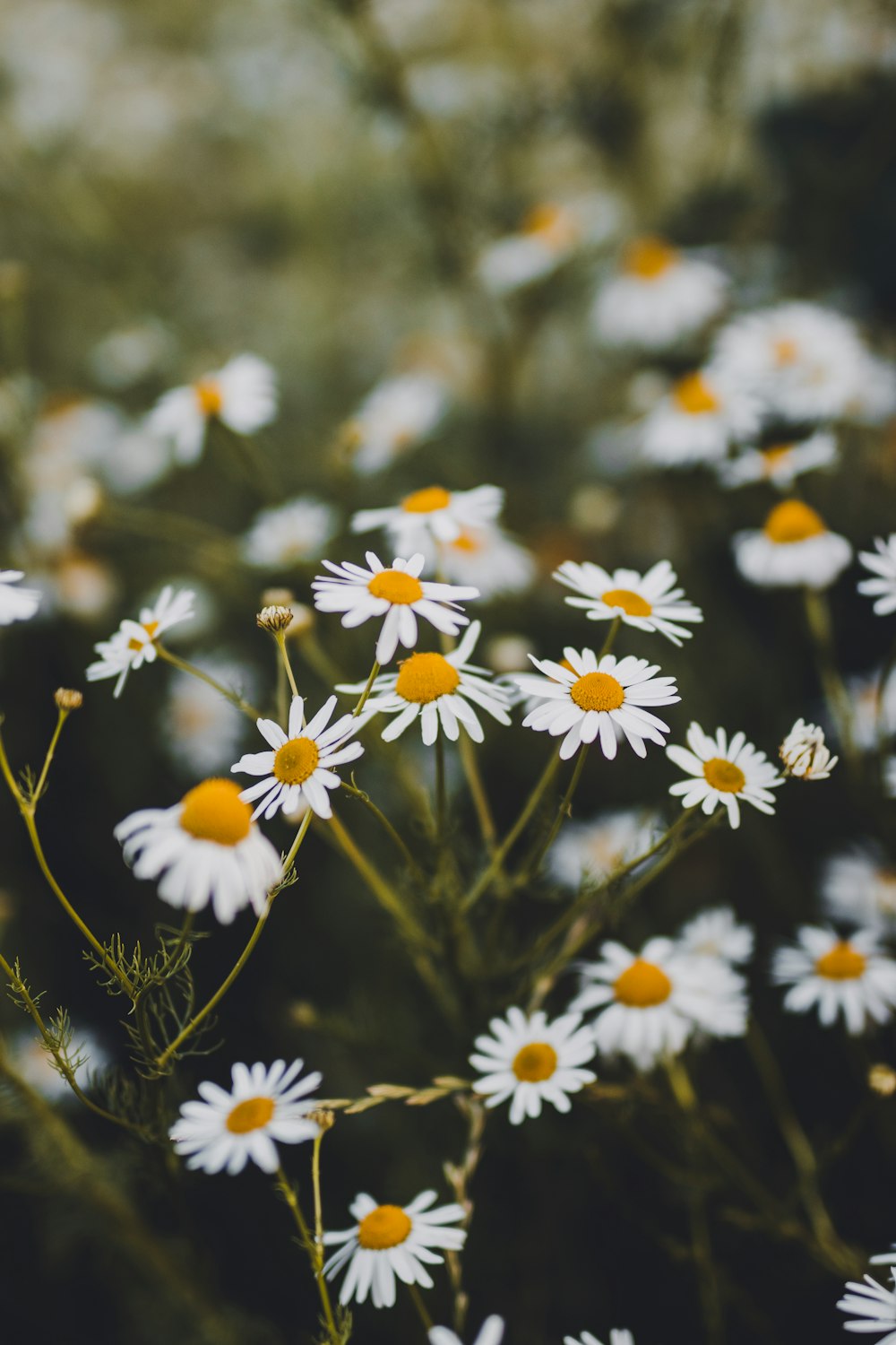白い花の浅いフォーカス写真の写真 Unsplashで見つけるスロバキアの無料写真