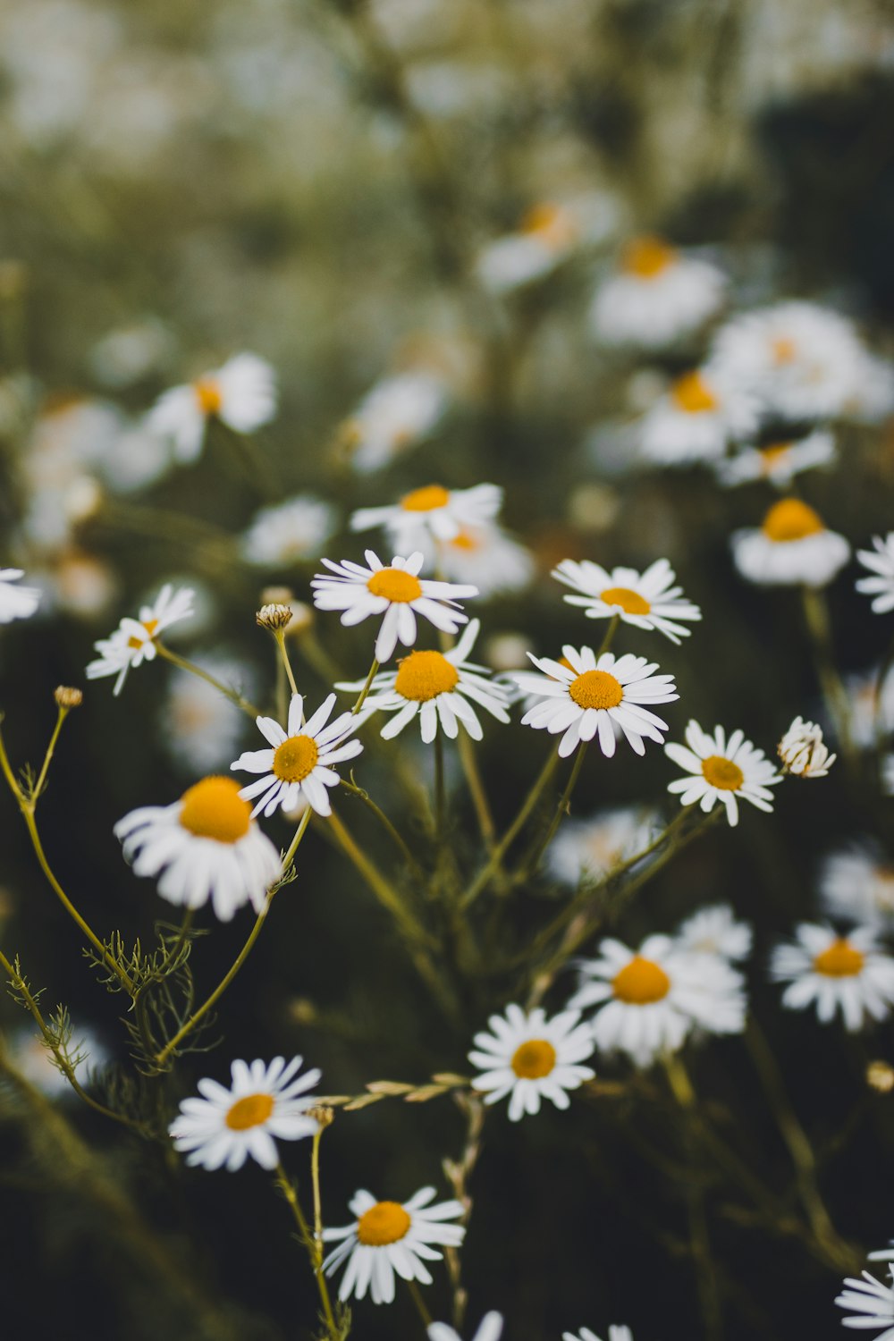 shallow focus photography of white flowers