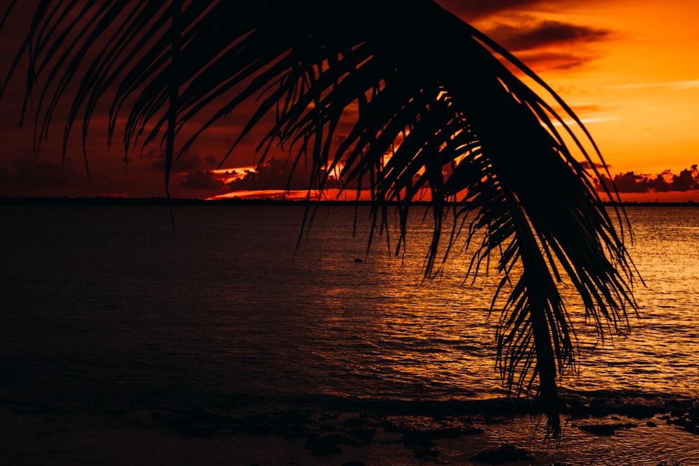 palm tree near body of water