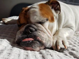 A sleepy bulldog puppy curled up on a plush blanket indoors.