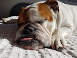 A bulldog is peacefully sleeping on a textured white blanket, with its tongue slightly sticking out. The dog appears relaxed and comfortable, basking in the natural light.