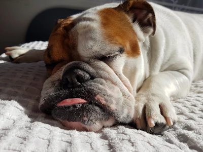 A sleepy bulldog puppy curled up on a plush blanket indoors.