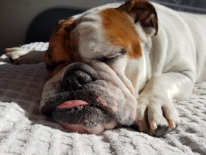 A bulldog is peacefully sleeping on a textured white blanket, with its tongue slightly sticking out. The dog appears relaxed and comfortable, basking in the natural light.