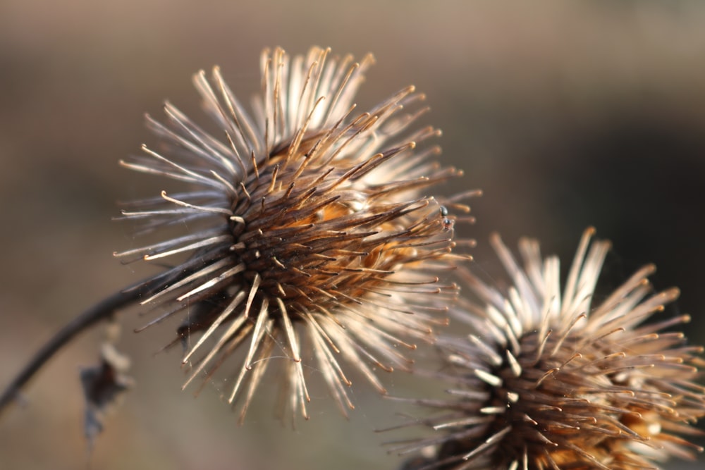 closeup photography of white dandelion