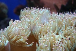 white sea anemones