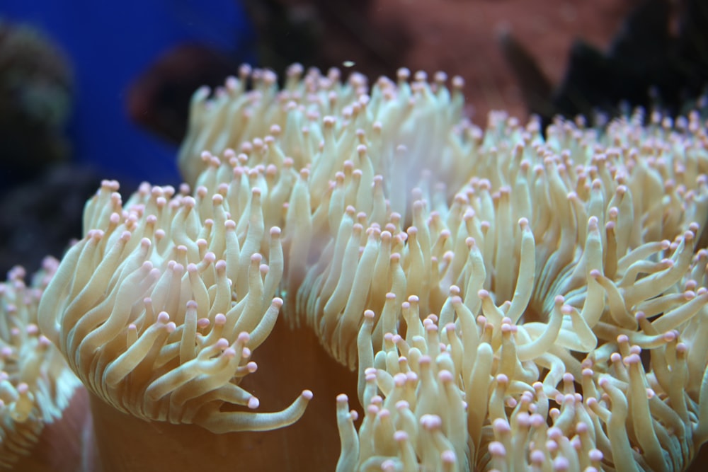 white sea anemones