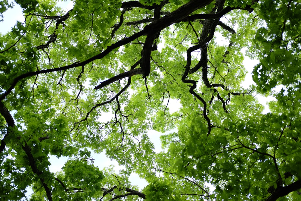 photo of green trees