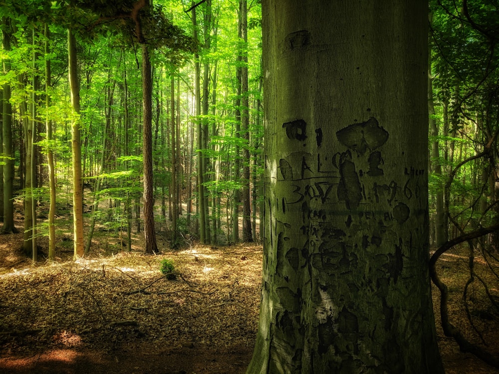 a tree with graffiti on it in the middle of a forest
