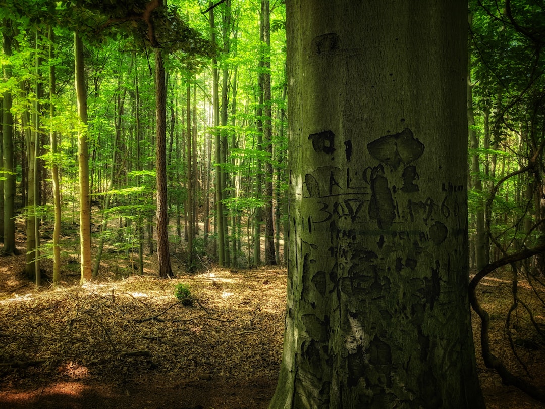 Forest photo spot Sobótka Stołowe Mountains