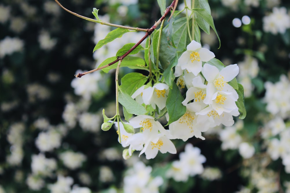 white flowers in bloom