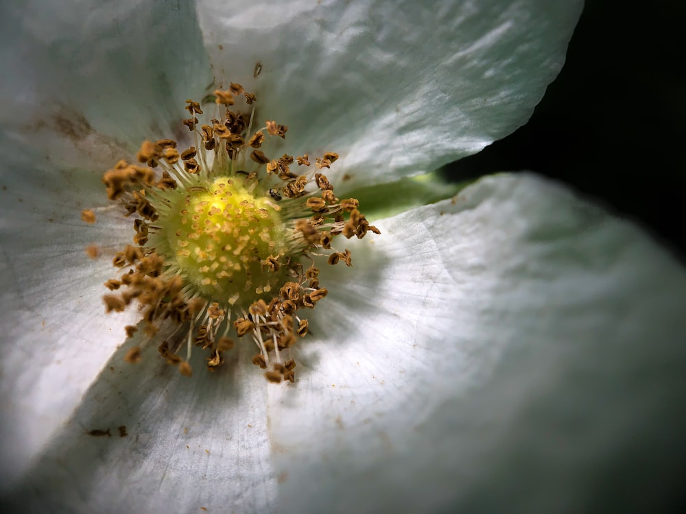 Makrofotografie einer weißblättrigen Blume