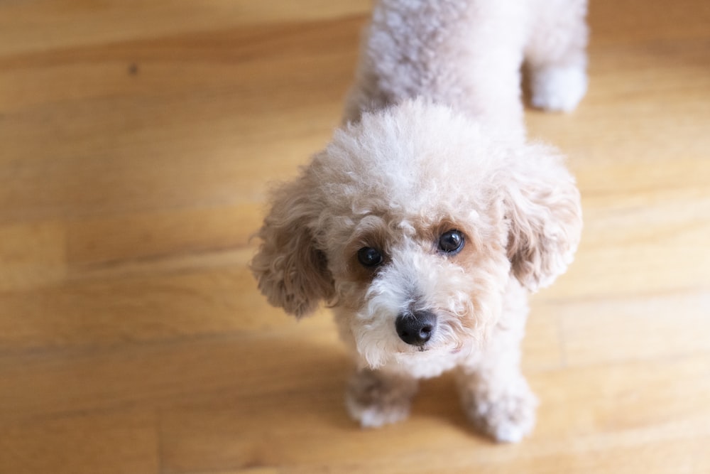 beige coated dog