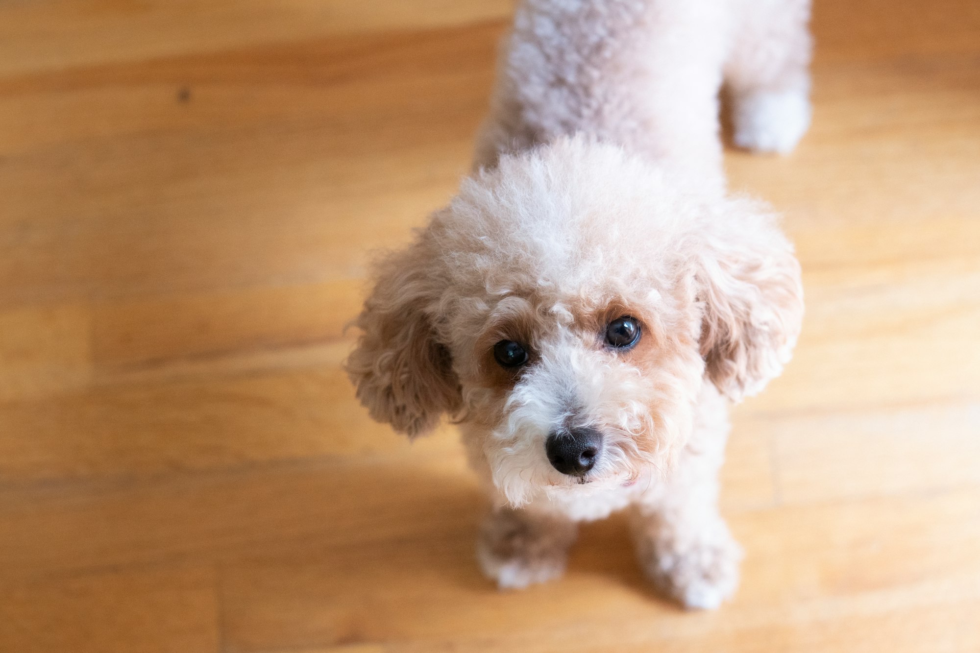 Toy Poodle Price