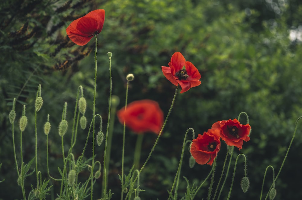 red California poppy flower