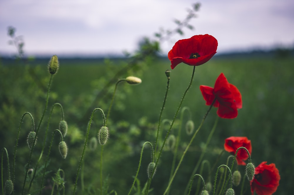 red petaled flower