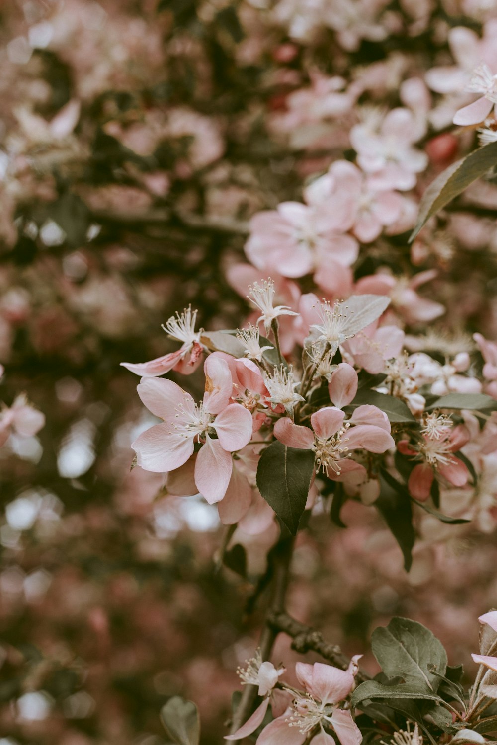 rosa Albero di ciliegio in fiore