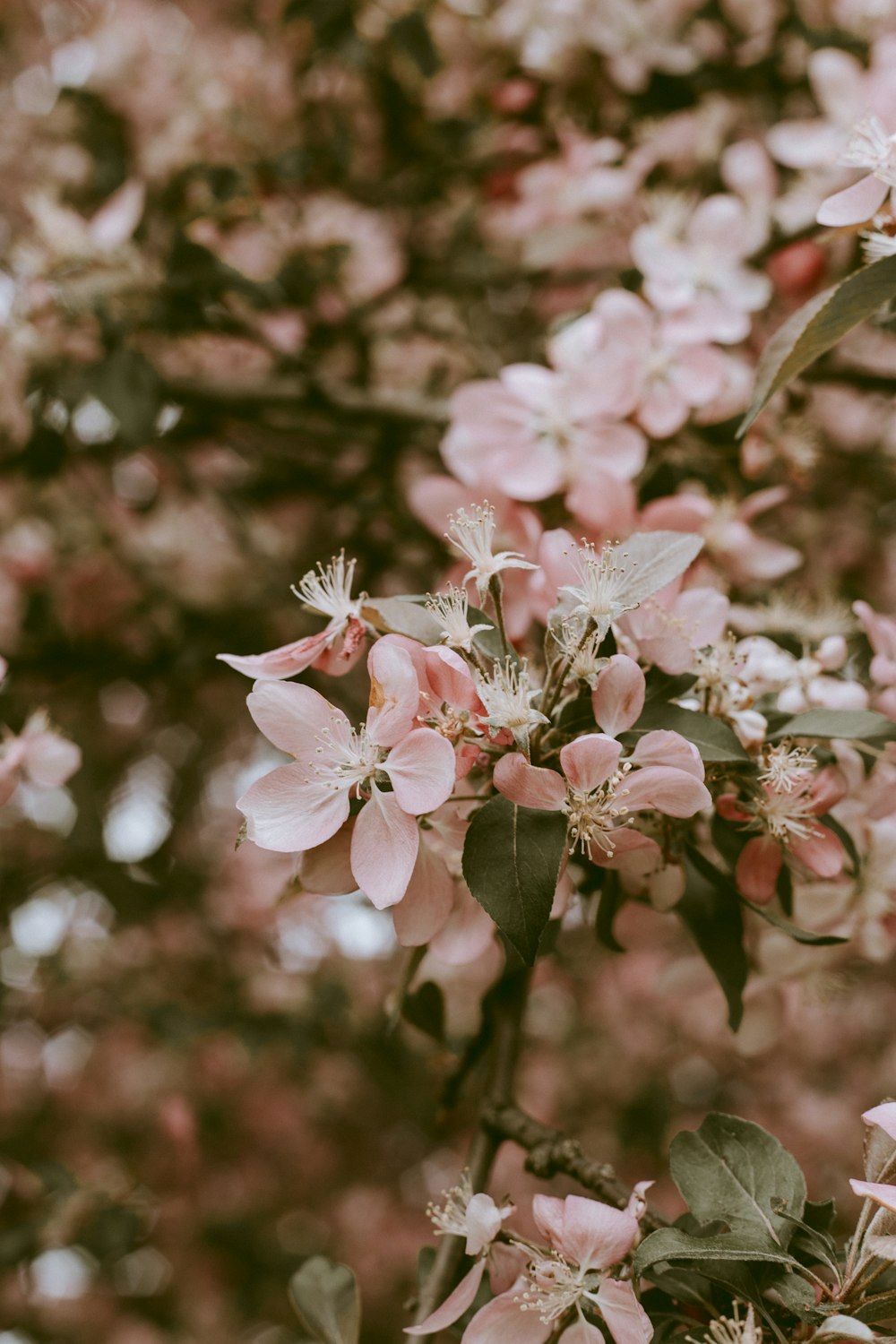 pink Cherry Blossom tree