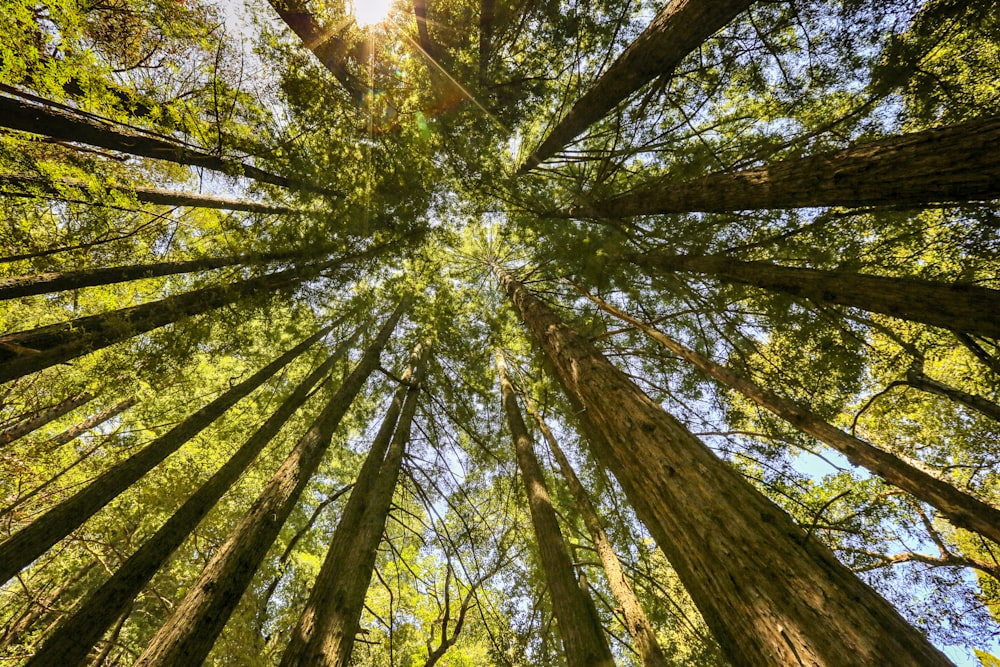 looking up at the tops of tall trees in a forest