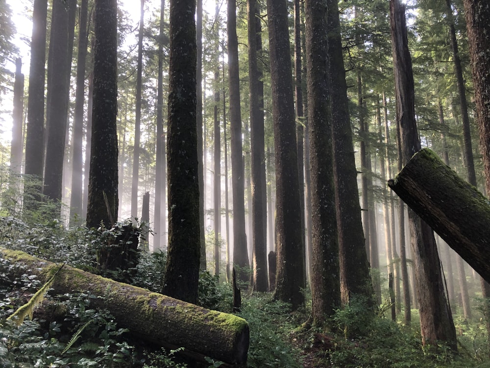 view of forest during daytime