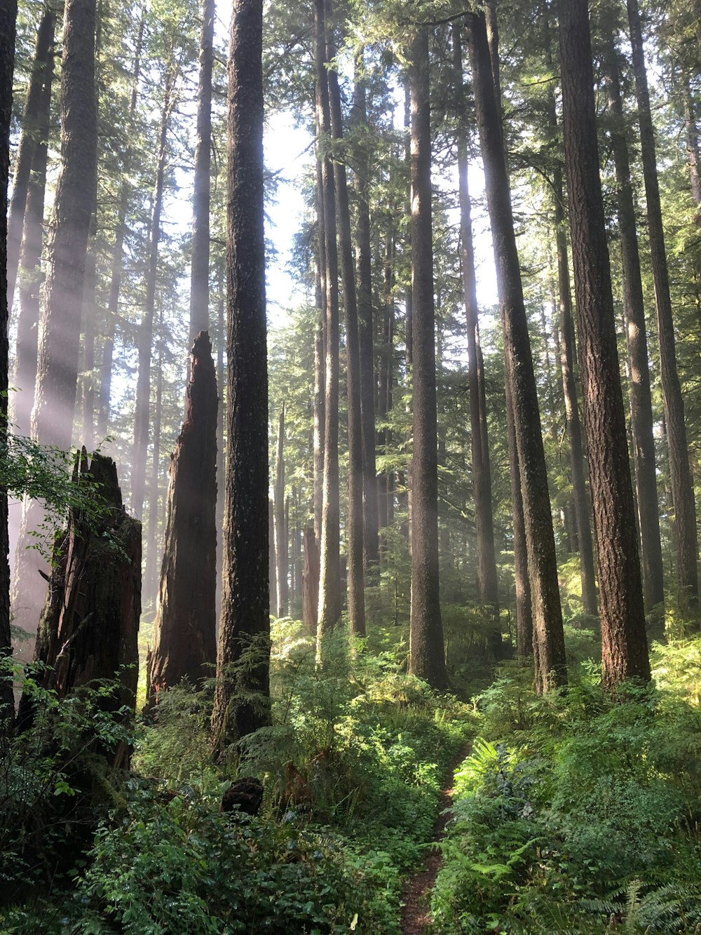 forest during daytime