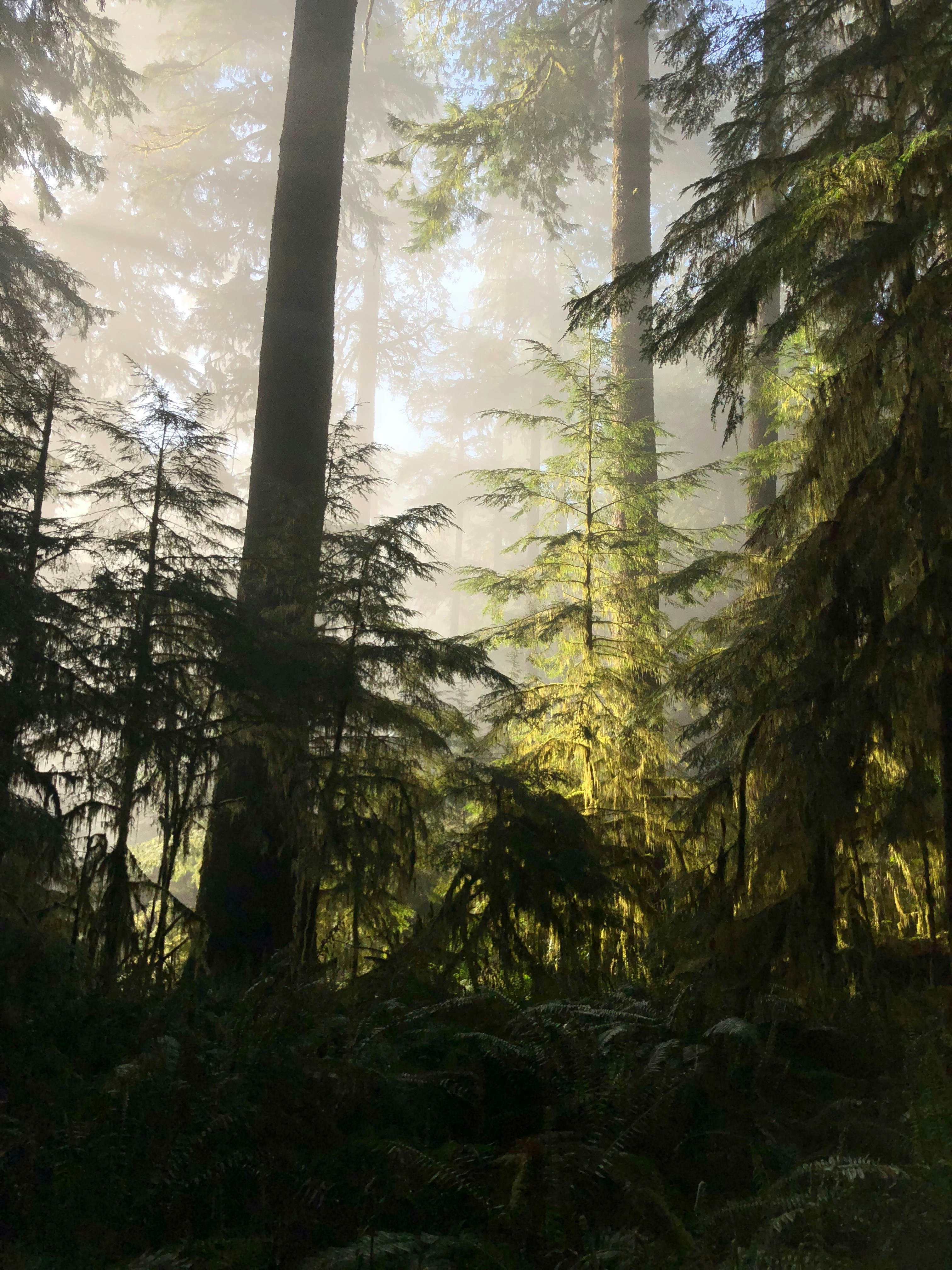 Whispering Forest Print