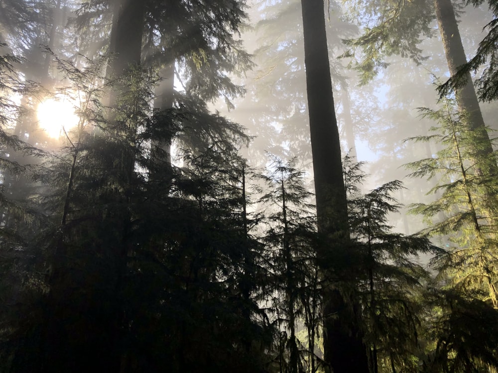 landscape photo of green pine trees