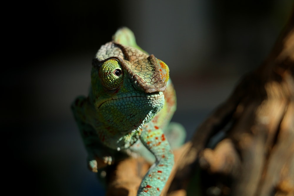 caméléon vert et rouge