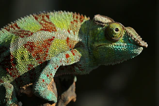green and red chameleon