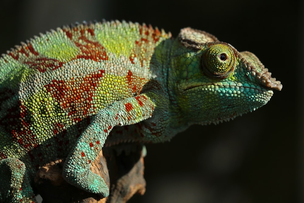 caméléon vert et rouge