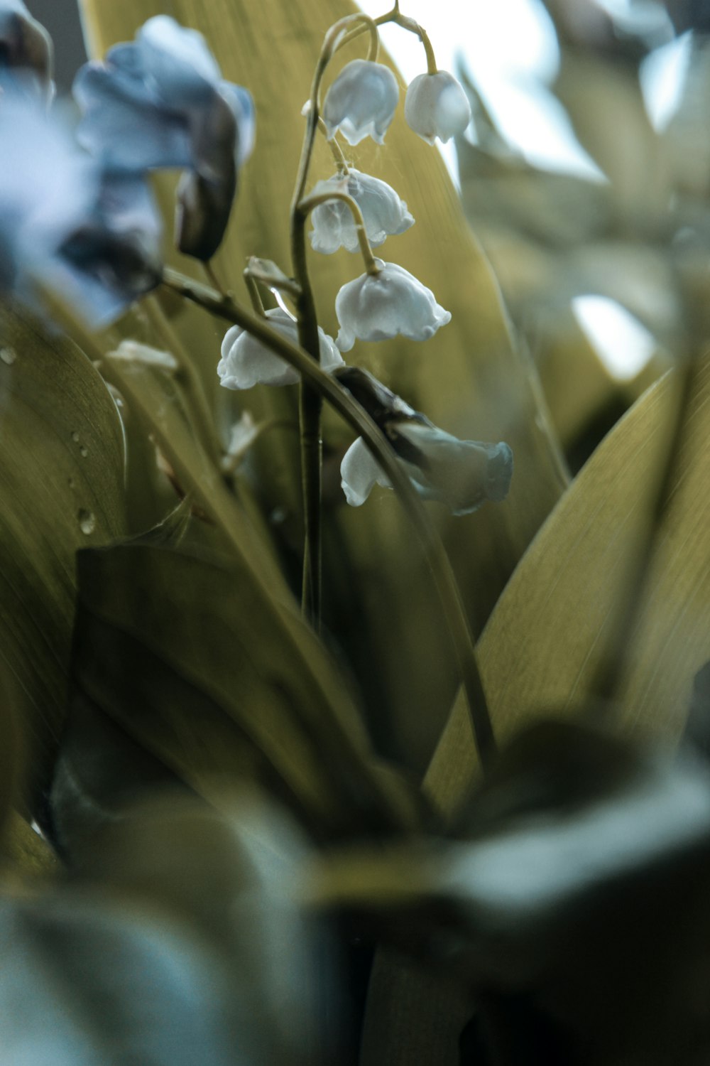 white-petaled flower