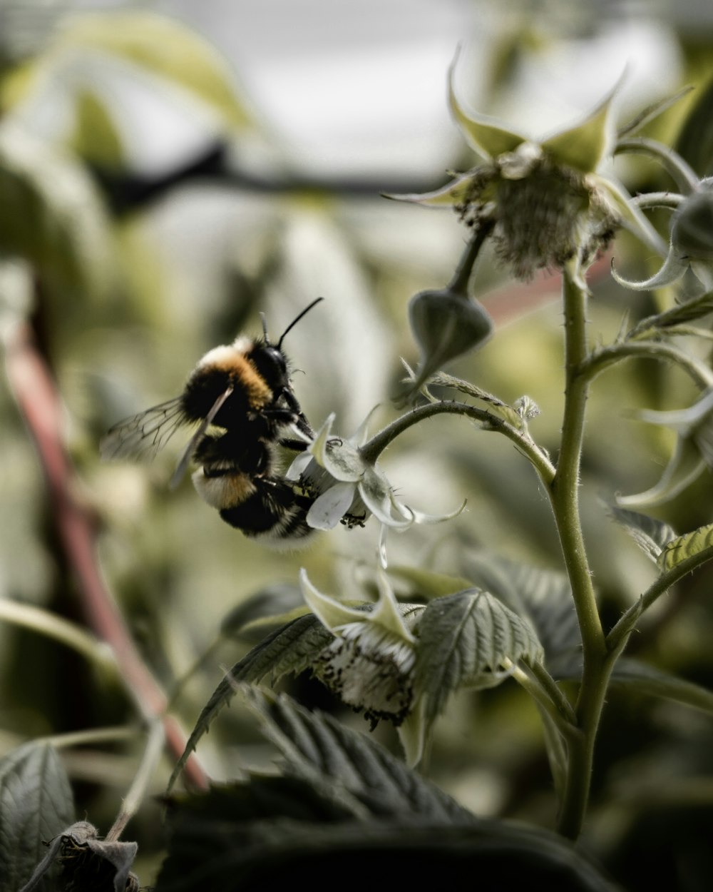 yellow and black bumble bee close-up photography