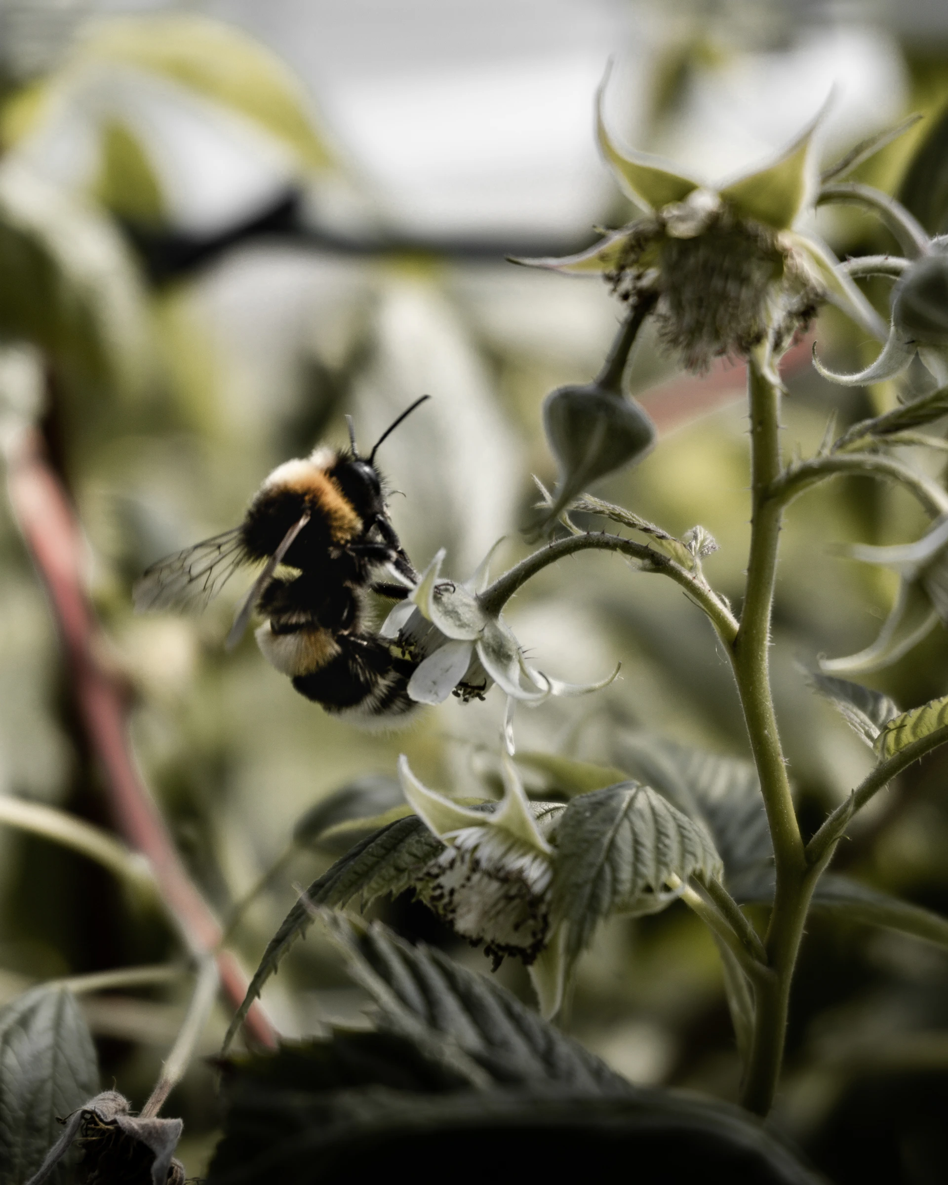 A bumblebee up close