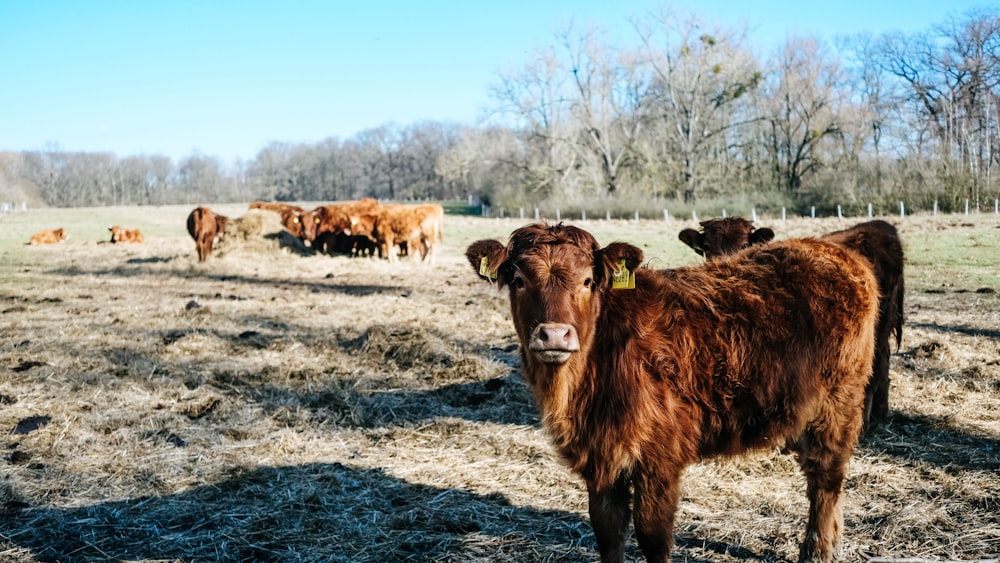 group of brown cows