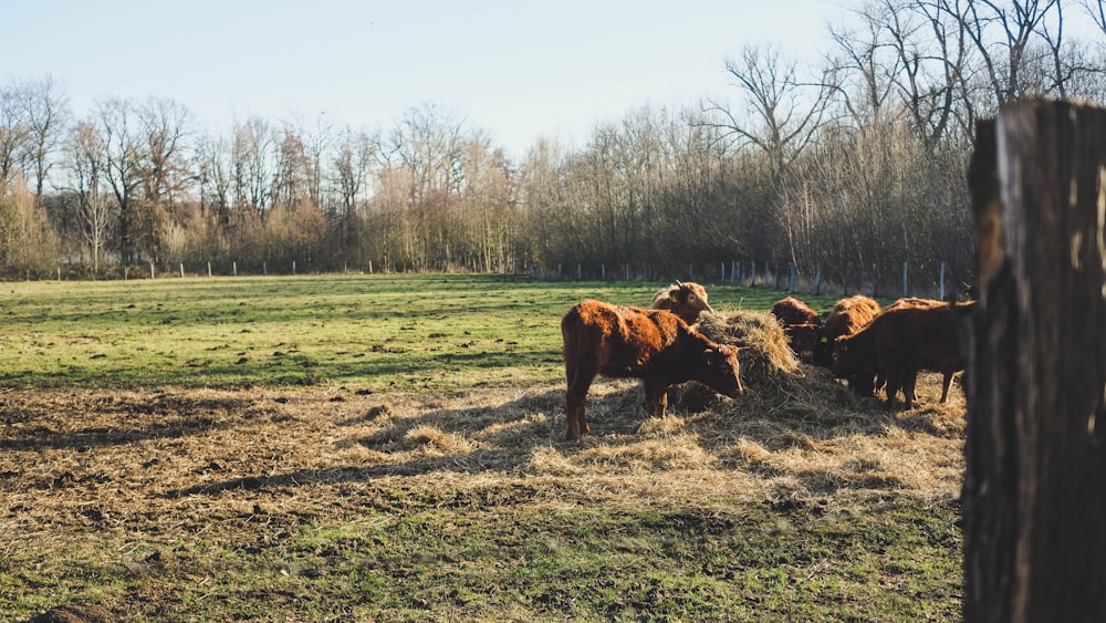 brown coated cow