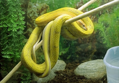 A yellow snake is coiled around a branch inside a terrarium. The snake has a bright, smooth texture and its body is tightly wrapped around the wooden perch. Surrounding the snake are green artificial plants and a stone on the ground, creating a naturalistic habitat. A clear plastic container is partially visible in one corner, likely for water.